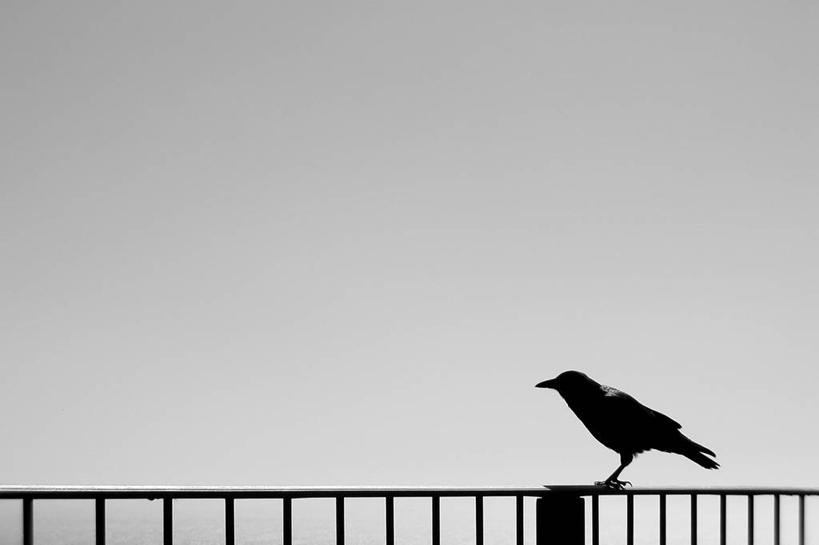 无人,横图,室外,白天,野生动物,美国,鸟类,栅栏,篱笆,天空,自然,动物,摄影,乌鸦,环境,北美,北美洲,加利福尼亚,美洲,万里无云,北亚美利加洲,亚美利加洲,大苏尔,美利坚合众国