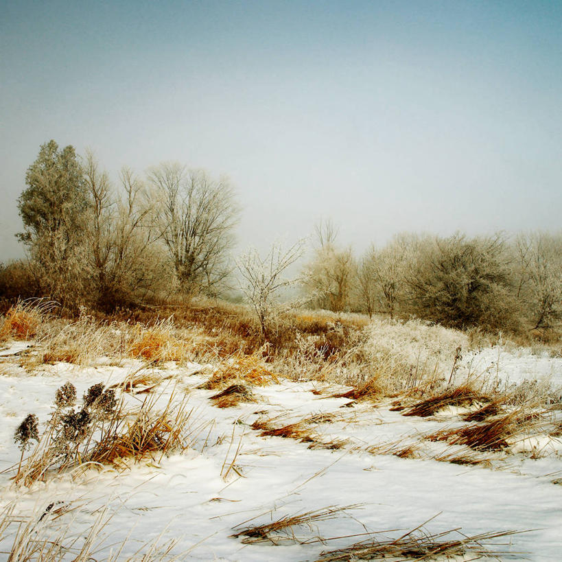 无人,方图,室外,白天,雪,加拿大,冬天,草,天空,自然,寒冷,摄影,灌木,环境,安大略省