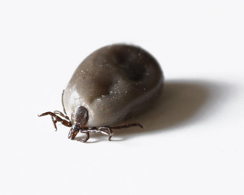 无人,横图,室内,白色背景,美国,昆虫,首都,无脊椎动物,白色,动物,摄影,节肢动物,华盛顿特区,害虫,蜱,影棚拍摄,螨