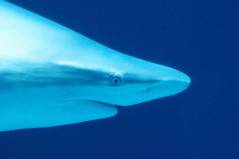 游泳,无人,横图,室外,水下,热带鱼,鲨鱼,野生动物,荷兰,鱼,鱼类,海洋生物,蓝色,动物,摄影,气候,热带气候,水生动物,水生物,凶猛,海底动物,残暴,凶残,沙鱼,鲛鲨,鲛