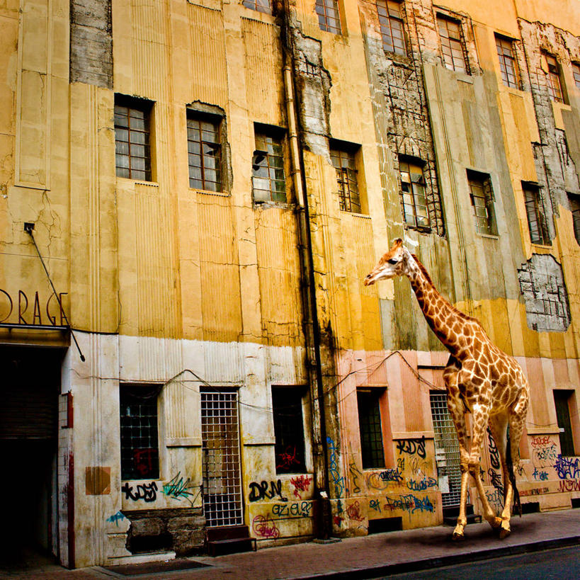 西方人,无人,方图,室外,白天,数码,科技,街道,长颈鹿,野生动物,欧洲,非洲,南非,黑人,欧洲人,阴影,网络,小路,高光,几何,计算机图形,合成,动物,摄影,电脑合成图,数码合成图,合成图,德兰士瓦省,豪登省,约翰内斯堡,破败,非洲人,步行,涂鸦