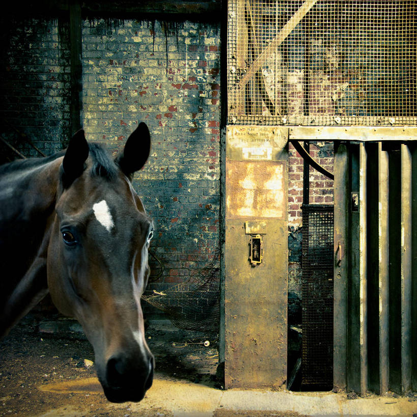 西方人,无人,工厂,方图,室内,马,野生动物,欧洲,非洲,南非,黑人,欧洲人,动物,工业,摄影,工业建筑,豪登省,约翰内斯堡,非洲人