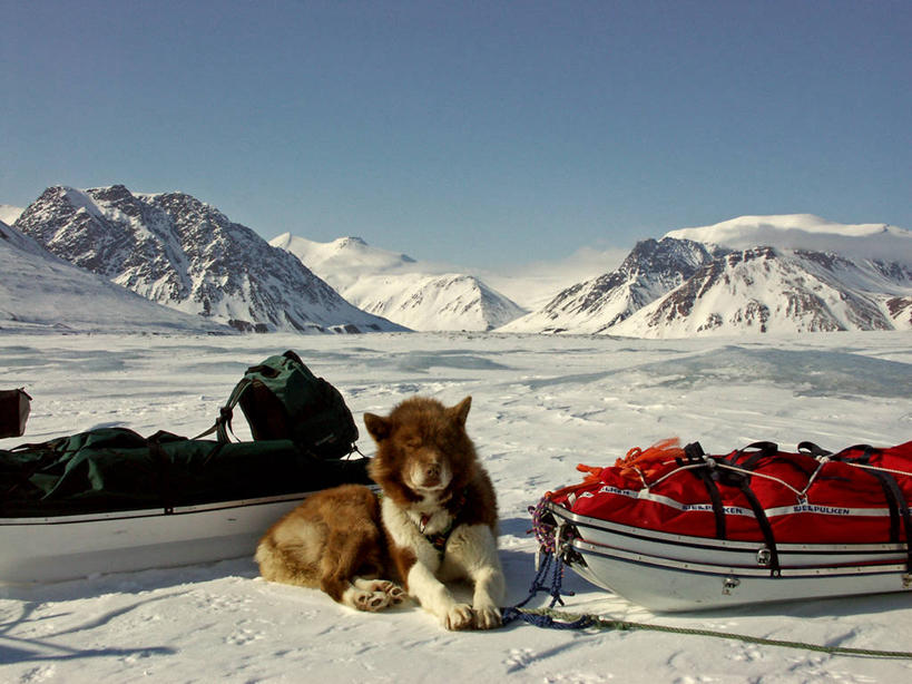 无人,横图,室外,白天,旅游,度假,美景,山,雪,挪威,包,地形,景观,娱乐,天空,自然,动物,行李,享受,休息,休闲,家畜,景色,放松,运输,摄影,自然风光,雪橇犬,斯皮茨狗,万里无云,斯瓦尔巴德群岛,旅行