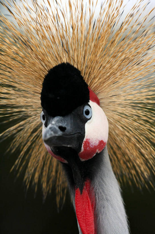 无人,竖图,室外,特写,白天,野生动物,西班牙,鹤,动物,摄影,喙,伊比利亚半岛,机敏