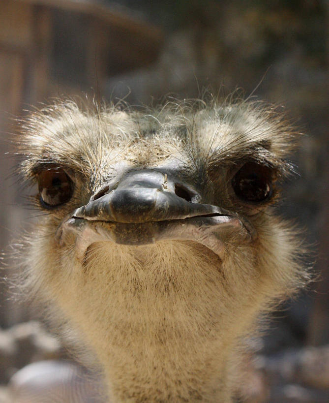 无人,竖图,室外,特写,白天,野生动物,鸵鸟,美国,动物,摄影,喙,德克萨斯,圣安东尼奥市