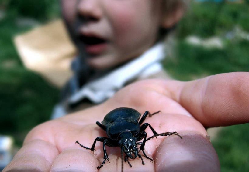 西方人,儿童,脸,头,脸颊,手,手掌,一个人,横图,室外,特写,白天,纯洁,野生动物,蟑螂,欧洲,美国,欧洲人,仅一个男性,仅一个人,昆虫,天牛,拿着,休闲装,肩膀,小孩,衣服,动物,仅一个小孩,可爱,探索,童年,童趣,人体,摄影,北美,北美洲,甲虫,美洲,童真,烂漫,无邪,俄勒冈州,波特兰,北亚美利加洲,亚美利加洲,天真,男孩,男人,男性,白种人,孩子,头部,脸部,脸蛋,面部,美利坚合众国,男生,好奇心