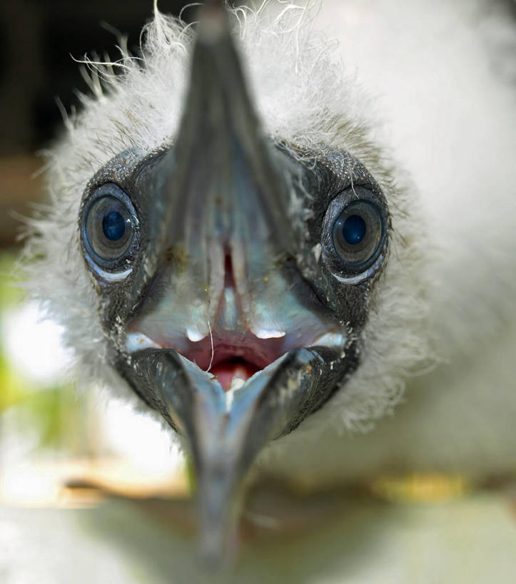 无人,竖图,室外,特写,白天,野生动物,马绍尔群岛,密克罗尼西亚,鸟类,动物,张嘴,摄影,张大嘴巴,喙,张开嘴