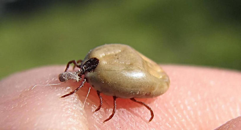 一个人,横图,俯视,室外,特写,白天,马绍尔群岛,密克罗尼西亚,动物,摄影,皮肤,部分,害虫,蜱,高角度拍摄,螨,感知