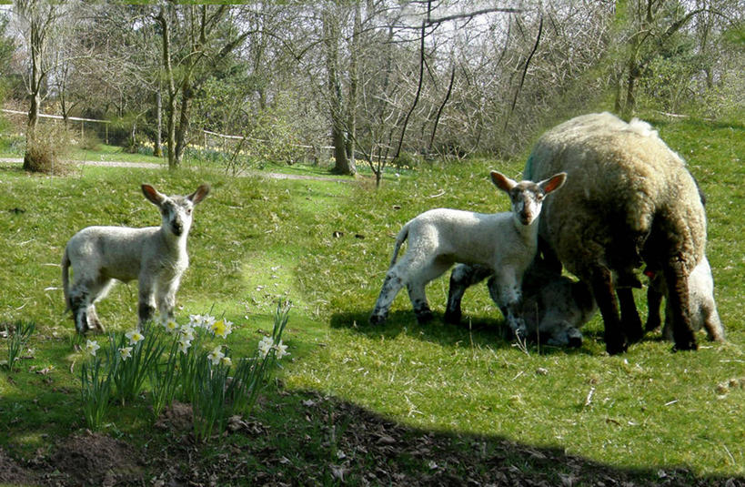 无人,站,横图,室外,白天,草地,水仙花,英国,田地,草,树,自然,春天,看,家畜,摄影,牲畜,食草动物,五只,部分,环境,羊羔,北欧,偶蹄目,绵羊
