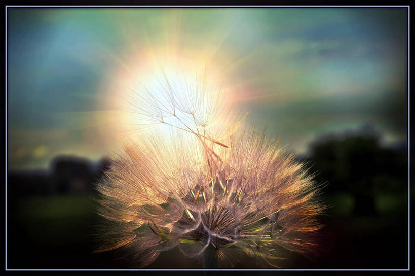 无人,横图,室外,太阳,蒲公英,日光,天空,自然,黄昏,摄影,生长,环境,脆弱,匈牙利共和国,灵性