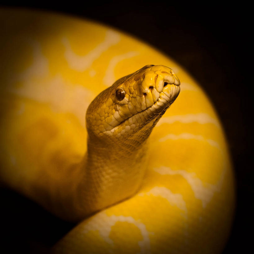 无人,方图,俯视,室内,特写,野生动物,挪威,黑色背景,蛇,黄色,黑色,动物,摄影,巨蟒,斯堪狄纳维亚半岛,高角度拍摄,影棚拍摄