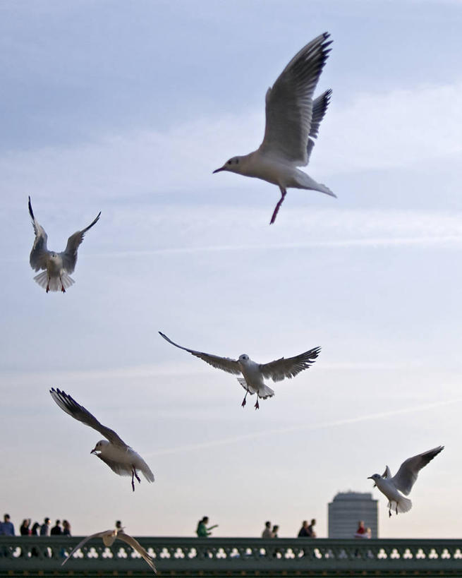 竖图,室外,白天,旅游,度假,海鸟,海鸥,野生动物,英国,欧洲,伦敦,首都,飞,天空,摄影,五只,西欧,北欧,大不列颠,威斯敏斯特市,大不列颠及北爱尔兰联合王国,大不列颠及爱尔兰联合王国,雾都,威斯敏斯特桥,大不列颠王国,大英帝国,联合王国,日不落帝国