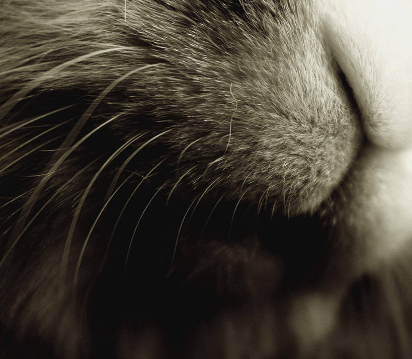 无人,横图,特写,哺乳动物,兔子,动物,摄影,兔,家兔,感知