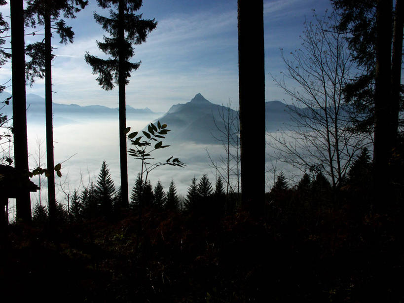 无人,横图,室外,神秘,山,山脉,雾,瑞士,树,树干,自然,黄昏,摄影,宁静,环境,剪影,逆光,中欧,惊骇