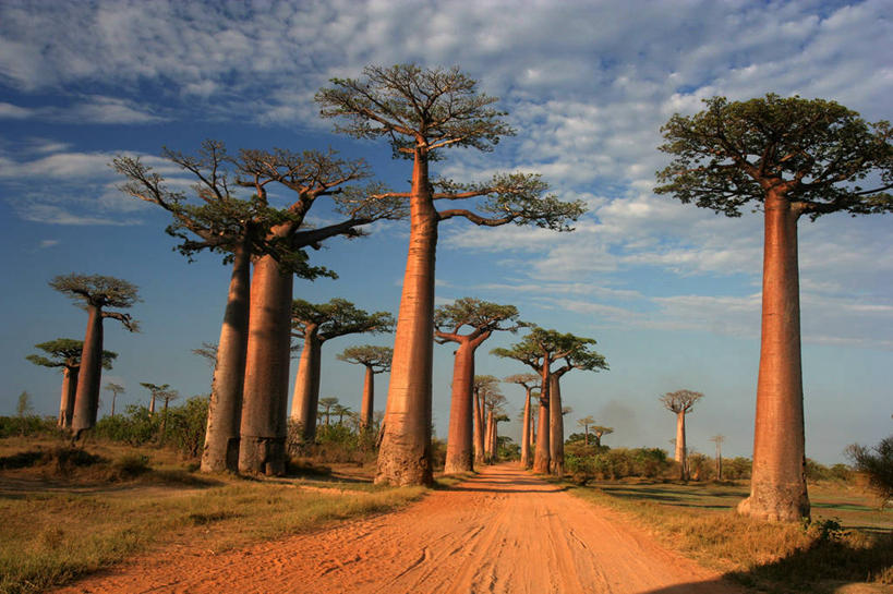 无人,横图,室外,白天,仰视,美景,马达加斯加,景观,云,草,风景,天空,自然,景色,摄影,生长,宁静,环境,自然风光,猴面包树,东非,图利亚拉,低角度拍摄,旅行