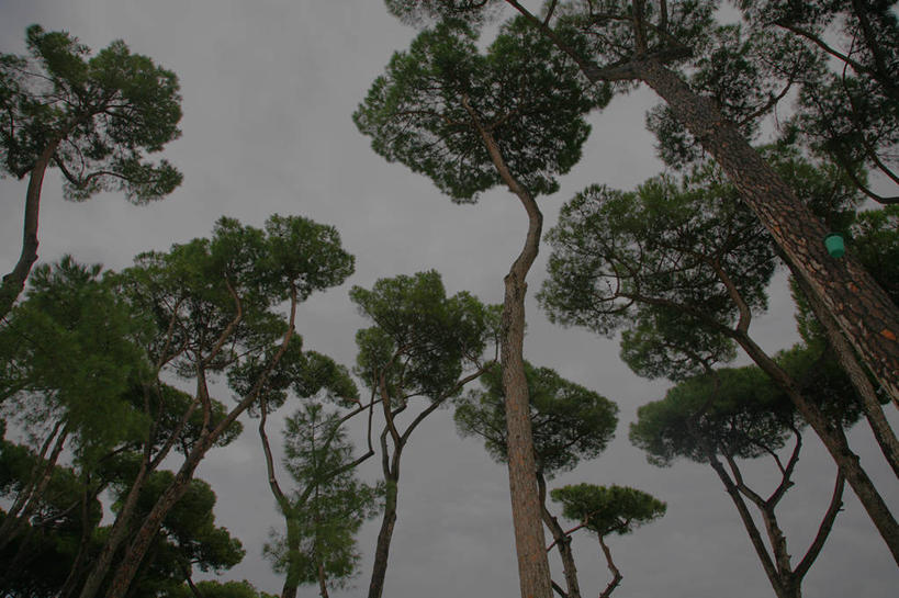 无人,横图,室外,仰视,松树,意大利,罗马,首都,树,自然,黄昏,摄影,生长,宁静,环境,南欧,罗马省,针叶树,低角度拍摄