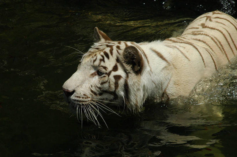 游泳,无人,横图,室外,水,哺乳动物,虎,野生动物,新加坡,条纹,自然,动物,摄影,环境,近景,白虎,式样,危险