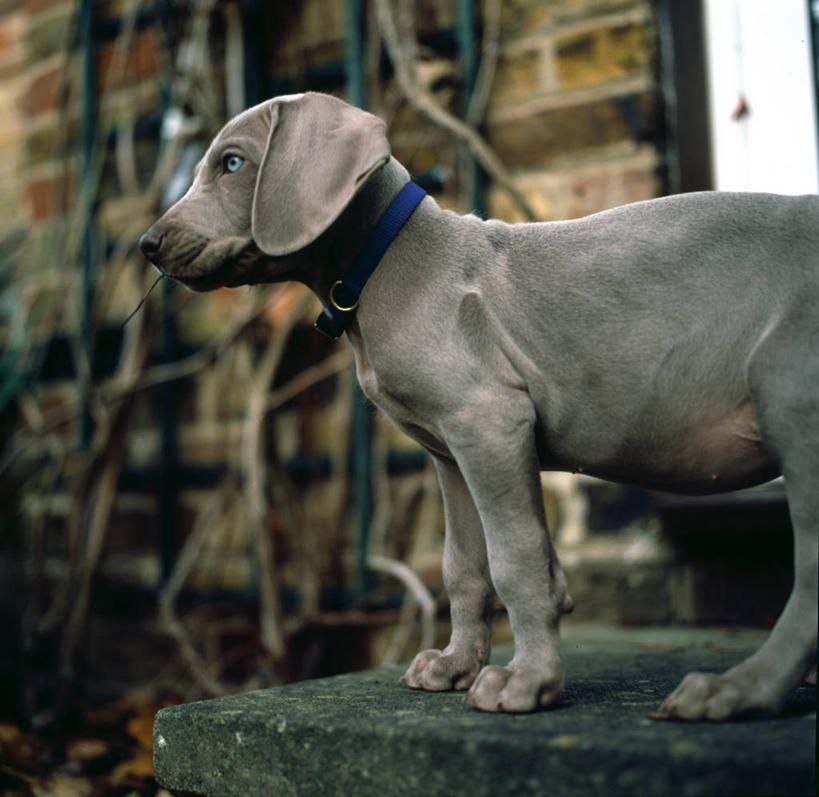 眼睛,无人,站,吃,横图,室外,特写,侧面,宠物,狗,英国,砖,台阶,蓝色,动物,看,家畜,摄影,连续,专心,近景,北欧,寻回犬,德国魏犬,持续,继续,陆续,白金汉郡