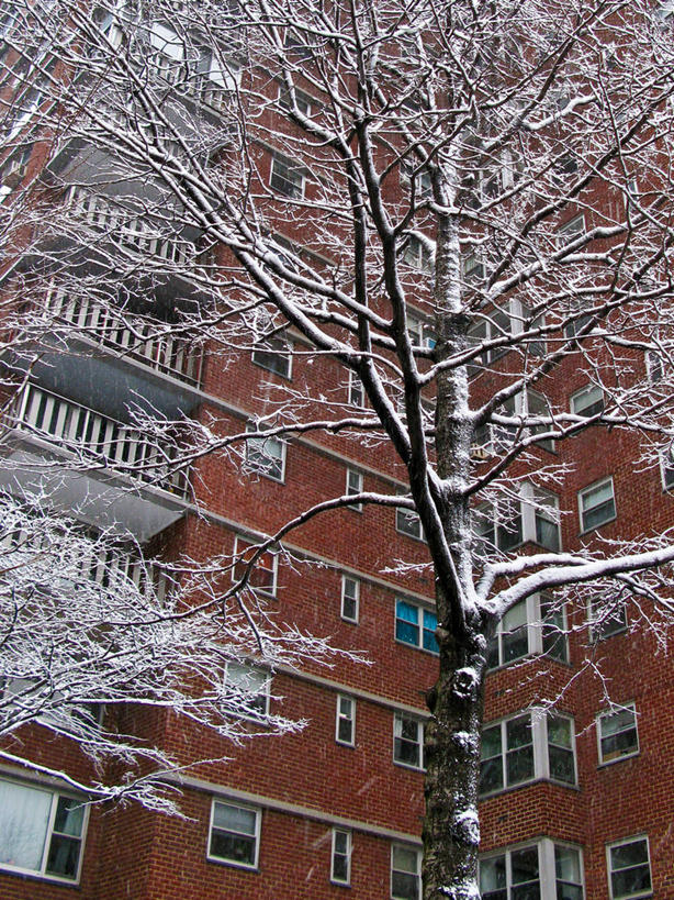 无人,竖图,室外,白天,仰视,美景,雪,窗户,建筑,英国,欧洲,伦敦,纽约,美国,景观,冬天,公寓,曼哈顿,首都,树,自然,景色,寒冷,摄影,部分,西欧,自然风光,大不列颠,大不列颠及北爱尔兰联合王国,纽约州,大不列颠及爱尔兰联合王国,雾都,肯辛顿.切尔西区,低角度拍摄,旅行,切尔西,大不列颠王国,大英帝国,联合王国,日不落帝国