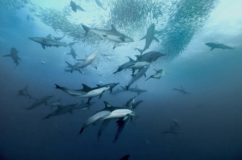 游泳,西方人,无人,横图,水下,海洋,水,海豚,鲨鱼,野生动物,欧洲,非洲,南非,黑人,欧洲人,一群,许多,鱼群,很多,鱼类,自然,摄影,环境,鲸类,非洲人