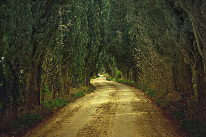 无人,横图,室外,白天,柏树,意大利,自然,运输,摄影,宁静,环境,南欧,翁布里亚大区,针叶树,林荫大道