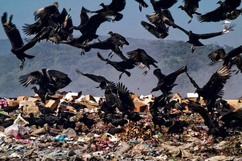 无人,横图,室外,白天,湖,山,野生动物,尼加拉瓜,一群,许多,环保,鸟类,垃圾,很多,凌乱,飞,天空,摄影,能源,乌鸦,垃圾场,污染,回收,污水,资源,中美洲,利用,低碳,循环,循环利用,环境保护,万里无云,持续,马那瓜,水污染