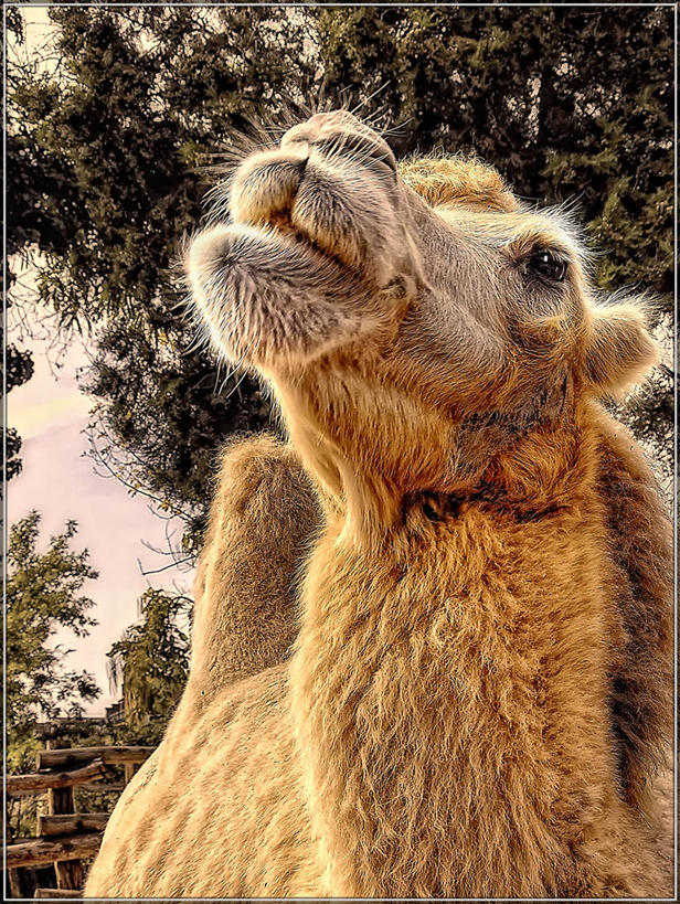 无人,竖图,室外,特写,白天,首都,树,动物,家畜,摄影,食草动物,布达佩斯,偶蹄目,匈牙利共和国