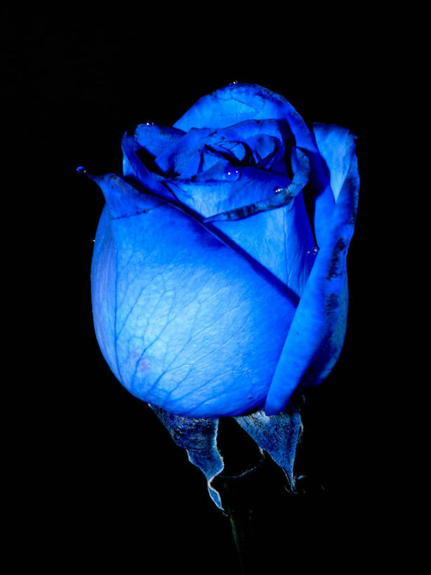 无人,竖图,室内,特写,微距,玫瑰,美国,黑色背景,盛开,花蕾,花,花瓣,花朵,鲜花,一朵,黑色,自然,花苞,花蕊,摄影,环境,脆弱,清新,迈阿密,影棚拍摄