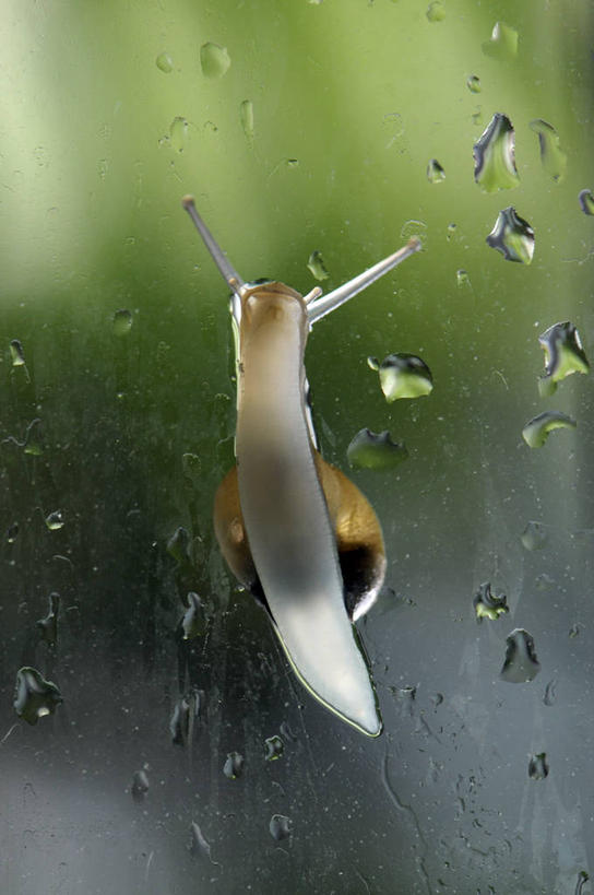 无人,攀登,竖图,室内,白天,水,雨,窗户,野生动物,西班牙,巴塞罗那,透明,蜗牛,自然,动物,雨滴,摄影,上升,环境,户外活动,卡住,伊比利亚半岛,腹足动物,锡切斯,巴塞罗那省