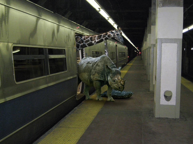 无人,横图,室内,地铁,长颈鹿,海豹,海狮,野生动物,纽约,美国,三只,光亮,运输,摄影,离开,幽默,照亮,近景,客车,纽约州,犀牛