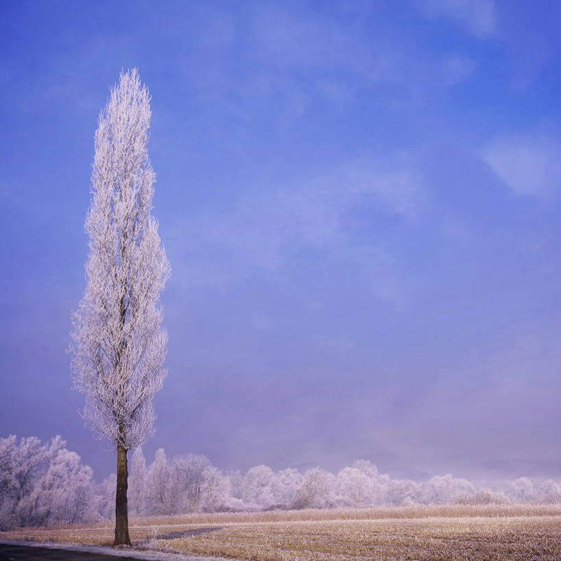 无人,方图,室外,白天,旅游,度假,美景,雪,法国,欧洲,覆盖,阴影,地形,景观,云,冬天,娱乐,草,天空,自然,享受,休闲,景色,放松,摄影,宁静,环境,白杨树,阿尔萨斯,西欧,法兰西,自然风光,白杨,中欧,落叶树,法兰西共和国,法兰西第五共和国,大叶杨,斯特拉斯堡,阿尔萨斯大区,旅行,下莱茵省,颤杨,冲天杨,响杨