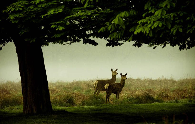 无人,公园,站,横图,插画,室外,白天,侧面,绘画,数码,科技,野生动物,油画,英国,加拿大,阴影,艺术,网络,高光,几何,计算机图形,古典,合成,图画,文化,伦敦城,画,草,树,自然,动物,工艺品,品味,两只,摄影,食草动物,环境,美术,电脑合成图,数码合成图,北美,高雅,北美洲,合成图,北欧,美洲,漫画,偶蹄目,写实,具体,具象,美学,北亚美利加洲,亚美利加洲,卑诗省,不列颠哥伦比亚,不列颠哥伦比亚省,大温地区,大温哥华地区,大温哥华区域局,温哥华都会区,卑斯省,列治文
