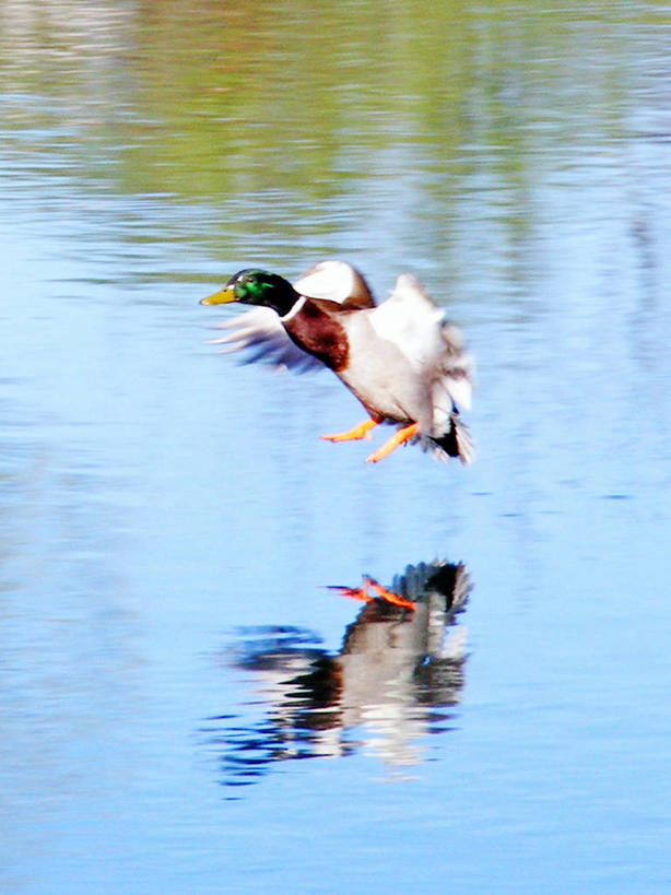 无人,竖图,室外,白天,河流,野生动物,克罗地亚,反射,鸭子,流水,飞,动物,摄影,水禽,巴尔干