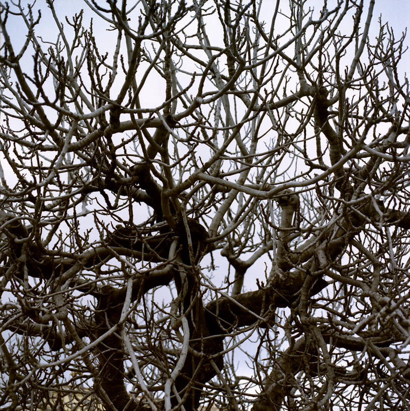 无人,竖图,室外,白天,西班牙,巴塞罗那,冬天,枝,自然,摄影,环境,伊比利亚半岛,无花果树,锡切斯,巴塞罗那省