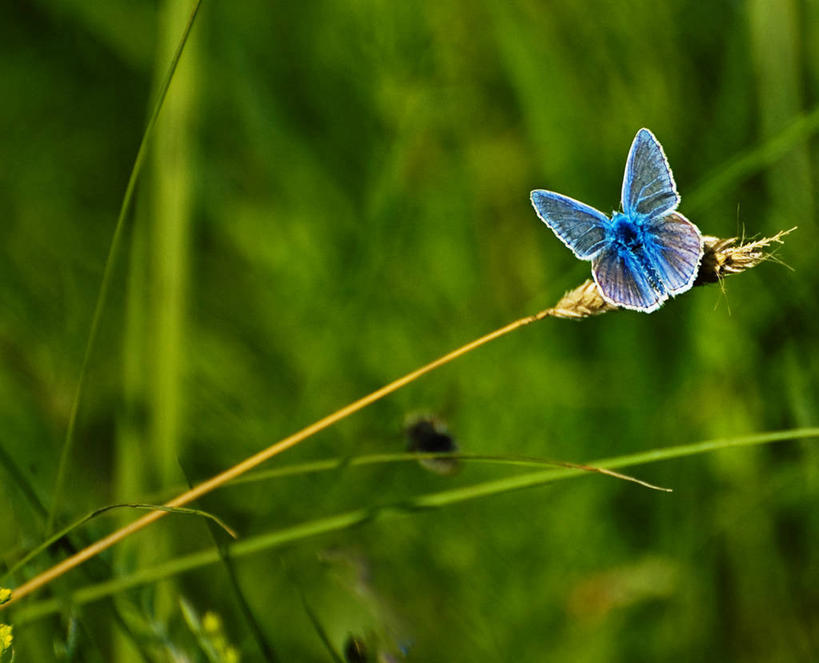 无人,横图,室外,特写,白天,野生动物,蝴蝶,保加利亚,昆虫,首都,蓝色,自然,动物,摄影,环境,脆弱,索非亚