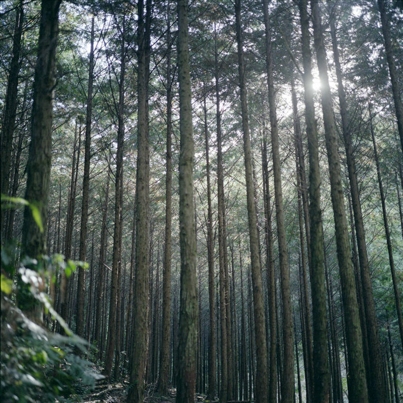 无人,竖图,室外,白天,美景,森林,日光,日本,亚洲,丰富,景观,雪松,树干,自然,景色,摄影,生长,宁静,环境,自然风光,东亚,本州,三重县,本州岛,日本国,近畿地方,近畿,针叶树