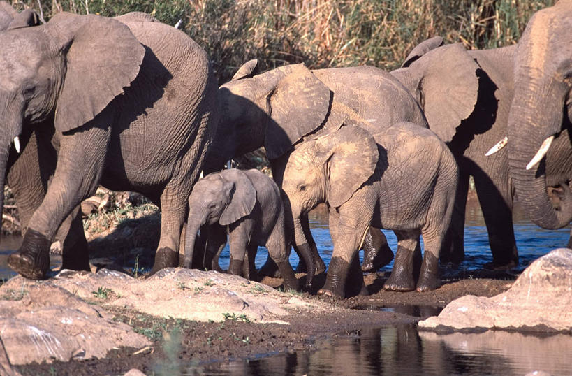 西方人,无人,横图,室外,白天,水,野生动物,欧洲,非洲,南非,黑人,欧洲人,非洲象,摄影,克鲁格国家公园,国家野生动物保护区,非洲人,象,步行,旅行