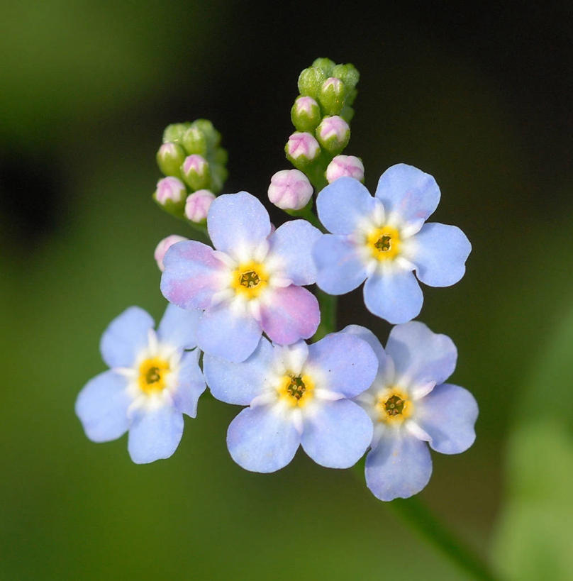 无人,竖图,室外,白天,美景,勿忘我,挪威,景观,花蕾,花,花瓣,自然,景色,摄影,生长,环境,自然风光,斯堪狄纳维亚半岛,克里斯蒂安桑