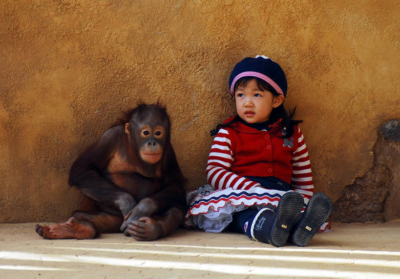 儿童,一个人,动物园,坐,横图,室外,白天,友谊,纯洁,野生动物,猴子,韩国,仅一个女性,仅一个人,休闲装,小孩,衣服,动物,看,仅一个小孩,可爱,童年,童趣,摄影,童真,烂漫,无邪,灵长目,京畿道,龙仁市,朝鲜半岛,天真,女孩,女人,女性,孩子,女生,朝鲜族