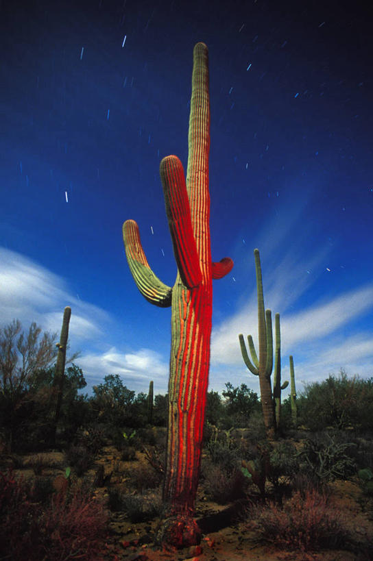 无人,竖图,室外,特写,白天,仰视,旅游,度假,美景,暴风雨,仙人掌,美国,地形,景观,云,娱乐,天空,自然,享受,休闲,景色,放松,摄影,生长,宁静,环境,亚利桑那,气候,自然风光,图森市,低角度拍摄,忍耐力,韧性,季候风