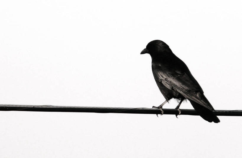 无人,横图,室内,留白,白色背景,寂寞,野生动物,美国,金属,鸟类,白色,动物,摄影,栖息,乌鸦,金属丝,影棚拍摄