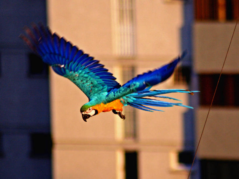 无人,横图,室外,特写,白天,自由,建筑,野生动物,鹦鹉,委内瑞拉,首都,飞,蓝色,动物,南美,摄影,金刚鹦鹉,南美洲,拉丁美洲,美洲,亚美利加洲,南亚美利加洲,加拉加斯,委内瑞拉玻利瓦尔共和国