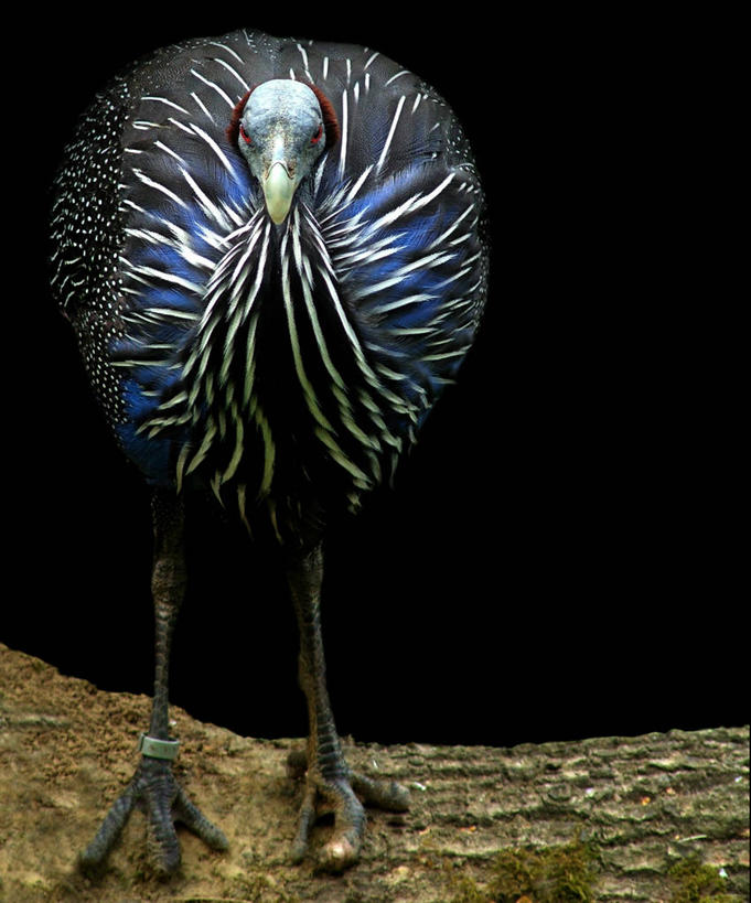 无人,站,竖图,室外,特写,白天,正面,森林,树林,野生动物,羽毛,荷兰,鸟类,动物,摄影,环境,林堡