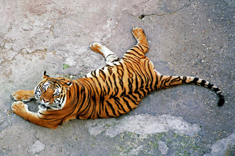 无人,坐,横图,俯视,室外,白天,虎,野生动物,动物,休息,放松,摄影,巴尔干,塞尔维亚,濒危物种,高角度拍摄,贝尔格雷德