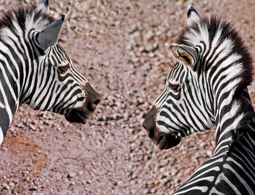 无人,横图,室外,白天,斑马,野生动物,条纹,动物,看,两只,摄影,巴尔干,塞尔维亚,式样,贝尔格雷德