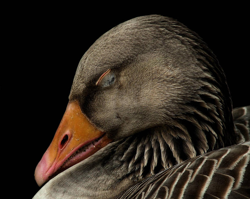 无人,横图,室内,特写,鹅,野生动物,荷兰,黑色背景,鸟类,黑色,动物,休息,放松,摄影,喙,林堡,马斯特里赫特,闭着眼睛,睡觉,影棚拍摄