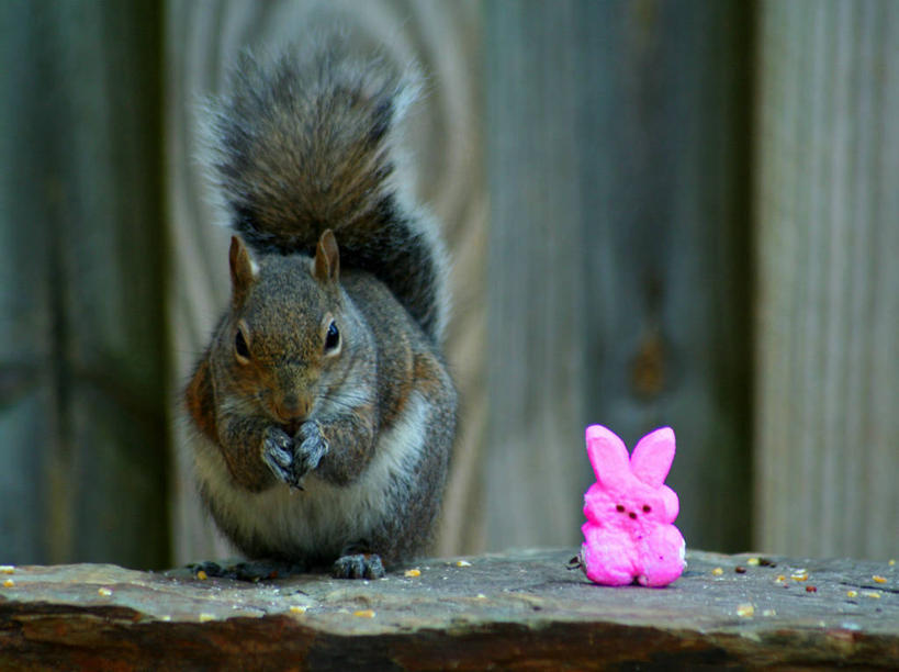 无人,横图,室外,白天,哺乳动物,野生动物,美国,兔子,动物,松鼠,摄影,兔,家兔,机敏