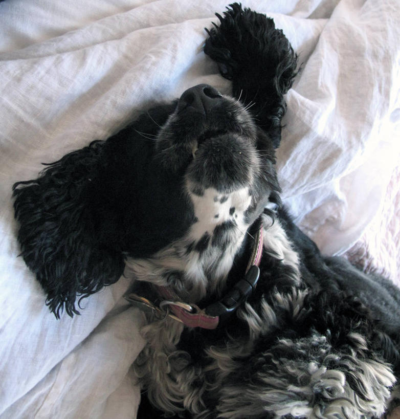 无人,躺,竖图,室内,白天,床,家具,卧室,宠物,狗,美国,伸展,动物,休息,家畜,放松,摄影,斯班尼犬,英国小猎犬,睡觉,仰卧,宠物项圈