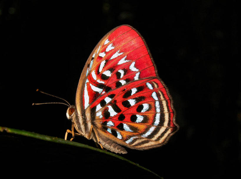 无人,横图,室外,特写,夜晚,时尚,野生动物,蝴蝶,印度尼西亚,翅膀,昆虫,自然,动物,t台,摄影,栖息,环境,脆弱,时装表演,时装秀,t型台,走秀,班达亚齐,亚齐省