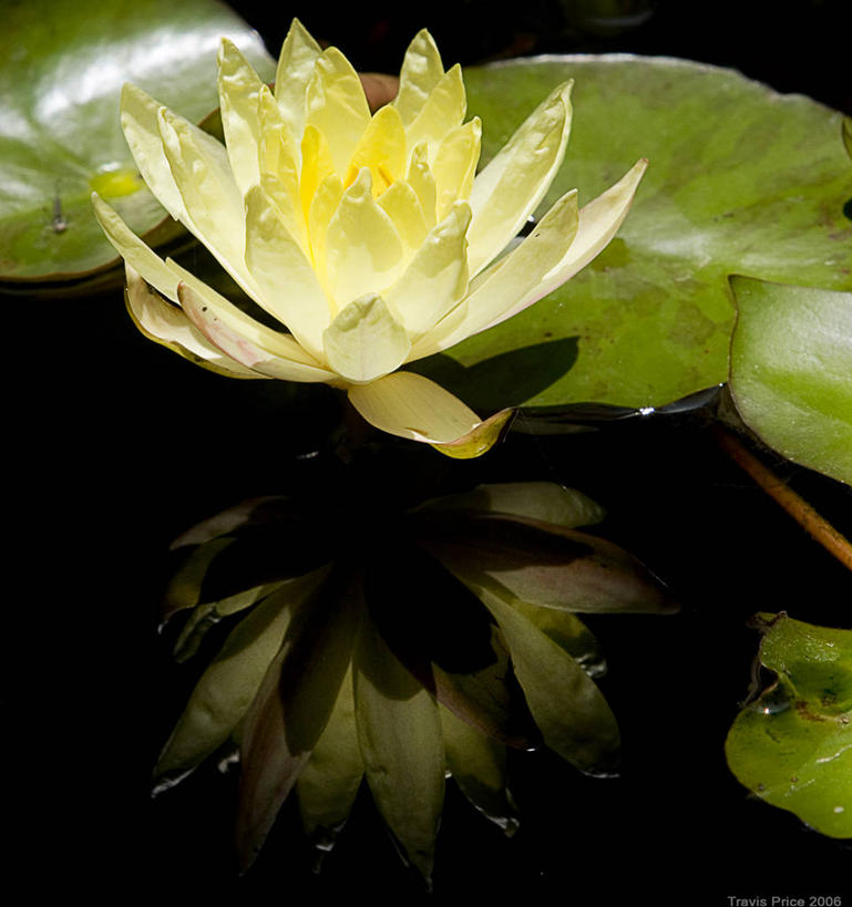 无人,竖图,俯视,室外,白天,时尚,美景,水,莲花,睡莲,叶子,美国,反射,景观,花瓣,黄色,自然,t台,景色,摄影,环境,北美,北美洲,脆弱,清新,加利福尼亚,自然风光,美洲,北亚美利加洲,亚美利加洲,时装表演,时装秀,t型台,走秀,格伦代尔,高角度拍摄,美利坚合众国